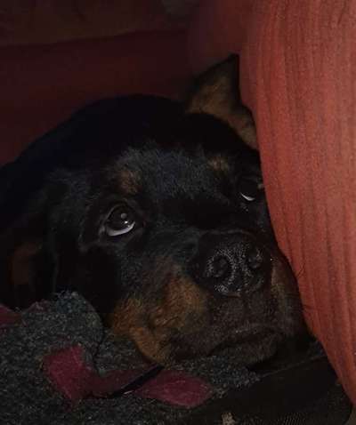 Die besten Hundeblicke 🐾❤️-Beitrag-Bild