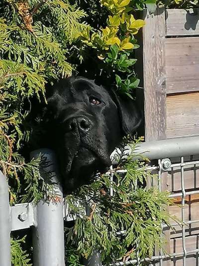 Hunde Memes-Beitrag-Bild