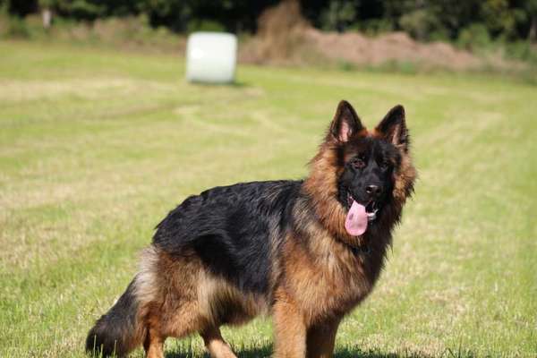 Deutsche Schäferhunde, Belgische Schäferhunde.-Beitrag-Bild