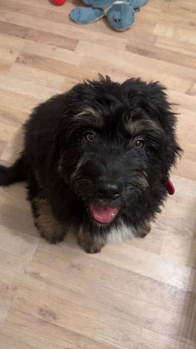 Hundetreffen-Welpen-/Junghunde Treffen-Bild