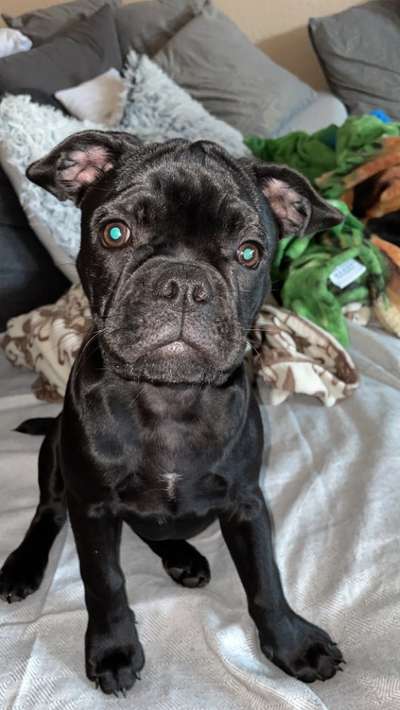 Welche Hunderasse-Beitrag-Bild