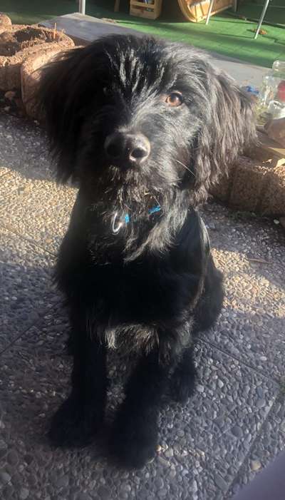 Kleiner Münsterländer!-Beitrag-Bild