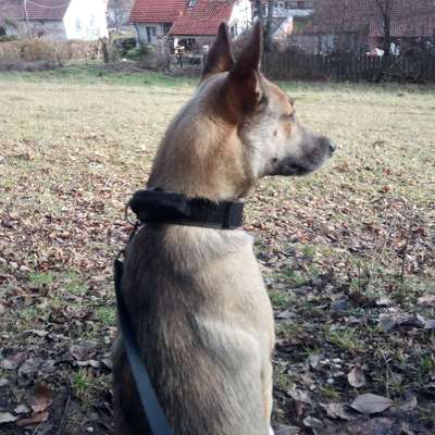 Hundetreffen-Hundetreff zum spielen, trainieren oder spazieren!-Bild