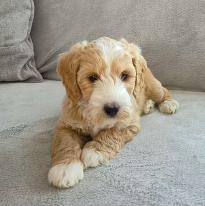 Hundetreffen-Welpentreffen in Braunschweig-Bild