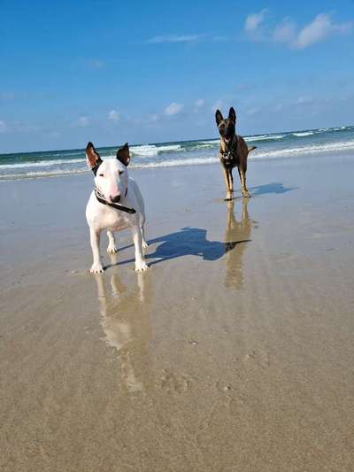 Postet das beste Foto von euren 4 beinern-Beitrag-Bild