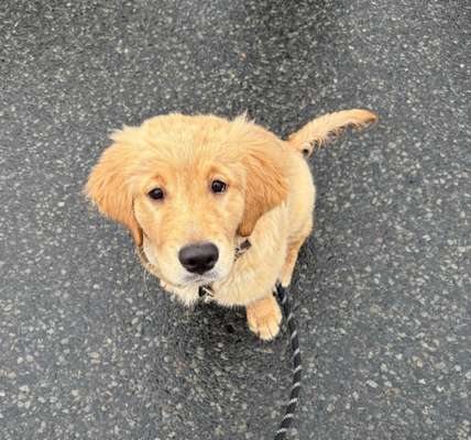 Reinrassige Hunde?-Beitrag-Bild