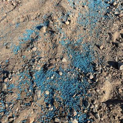 Giftköder-Blaukorn/Dünger auf Schotterweg-Bild