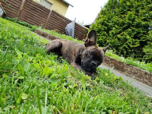 Französische Bulldoggen-Beitrag-Bild