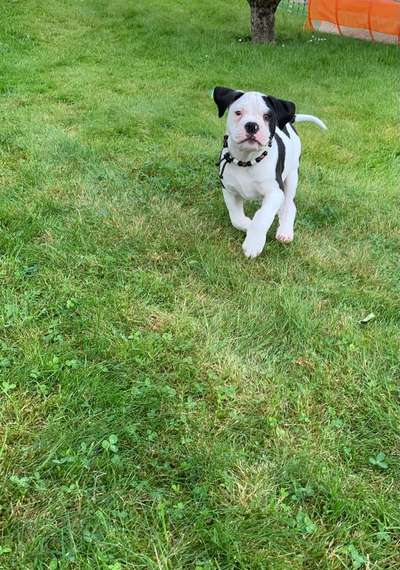 Die Dogorama Monats Challenge "Es grünt und blüht"-Beitrag-Bild