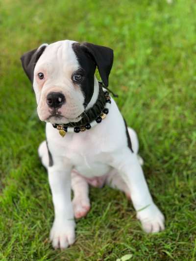 Olde English Bulldogge-Beitrag-Bild