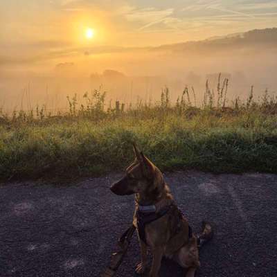 Hundetreffen-Social Walk, Training und Spielen-Bild