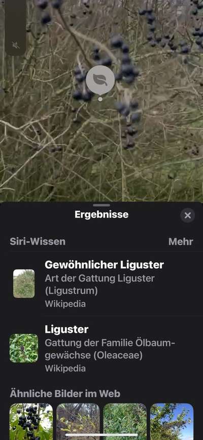 Dunkle Beeren-Beitrag-Bild