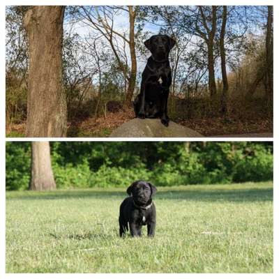 Welpen Bilder !-Beitrag-Bild