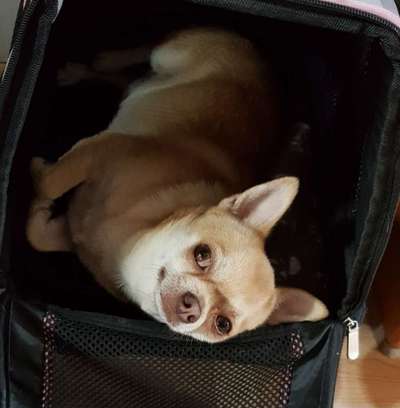 Unsere Fellnasen im Regenbogenland-Beitrag-Bild