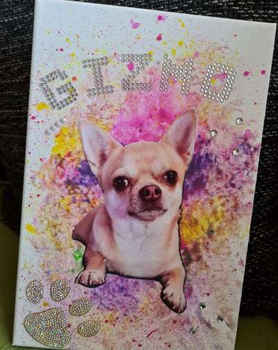 Unsere Fellnasen im Regenbogenland-Beitrag-Bild