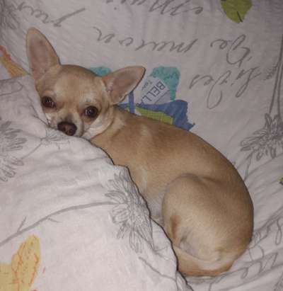 Unsere Fellnasen im Regenbogenland-Beitrag-Bild