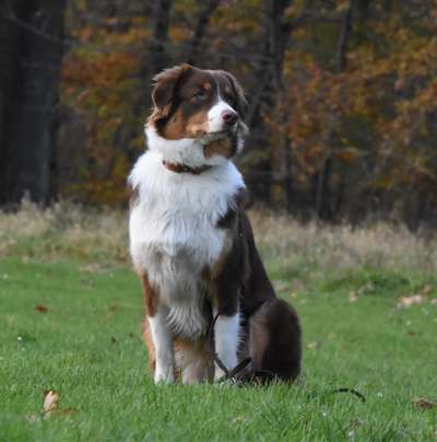 Hundetreffen-Junghunde treffen im Düsseldorf Süden-Bild