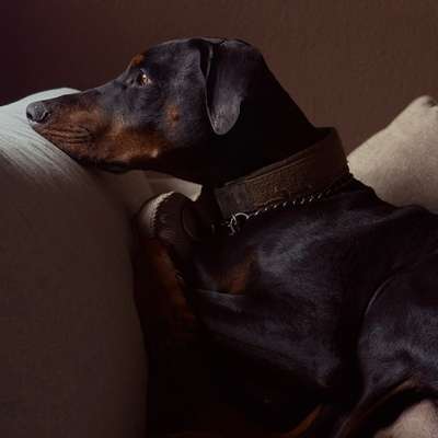 Hundetreffen-Trainingspartner gesucht-Profilbild