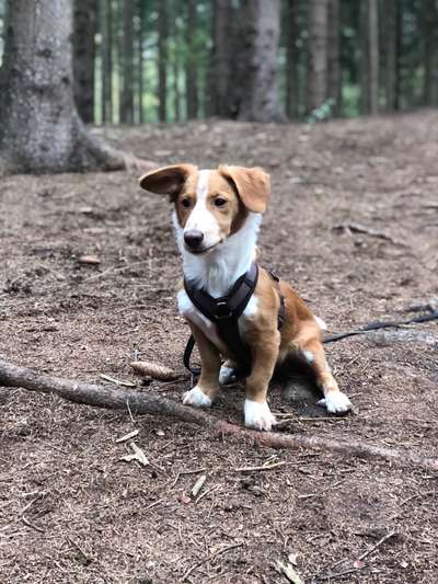 Podencomischling oder Podenco-Beitrag-Bild