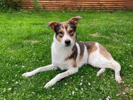 Club der Rumänen (Alle Hunde aus dem rumänischen Tierschutz, wo seid Ihr?)-Beitrag-Bild