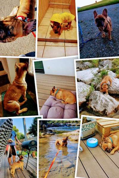 Französische Bulldoggen-Beitrag-Bild