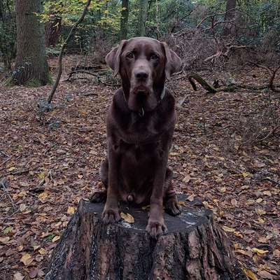 Hundetreffen-Spielrunde-Bild