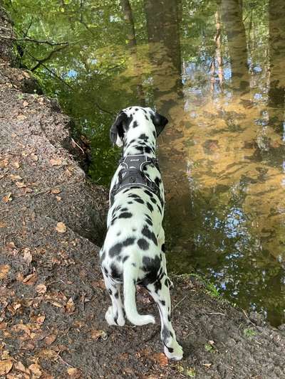 Dogorama-Monats-Challenge-Mai "Wasser"-Beitrag-Bild