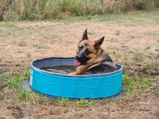 Dogorama-Monats-Challenge-Mai "Wasser"-Beitrag-Bild