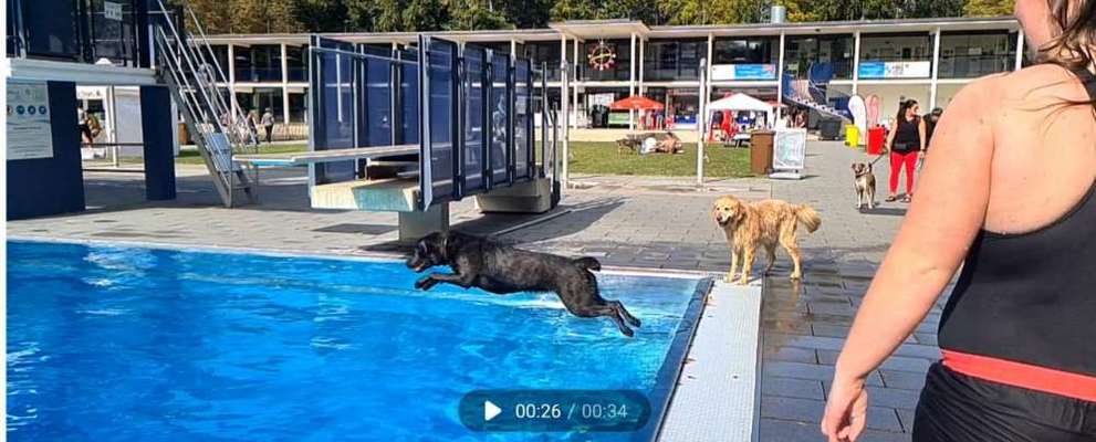 Dogorama-Monats-Challenge-Mai "Wasser"-Beitrag-Bild