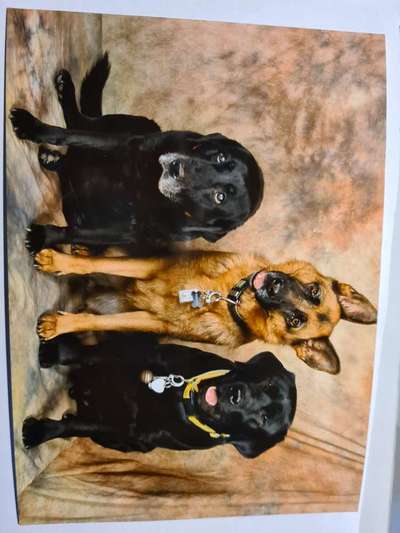 Labradorfans-Beitrag-Bild