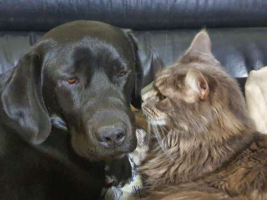 Labradorfans-Beitrag-Bild