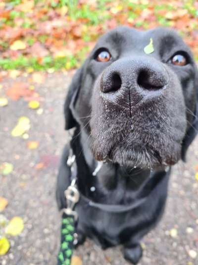 Zeigt mir die tollste Nahaufnahme von eurer Fellnase-Beitrag-Bild