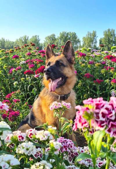 Deutsche Schäferhunde, Belgische Schäferhunde.-Beitrag-Bild