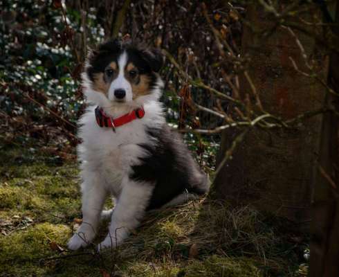 Welpen Bilder !-Beitrag-Bild