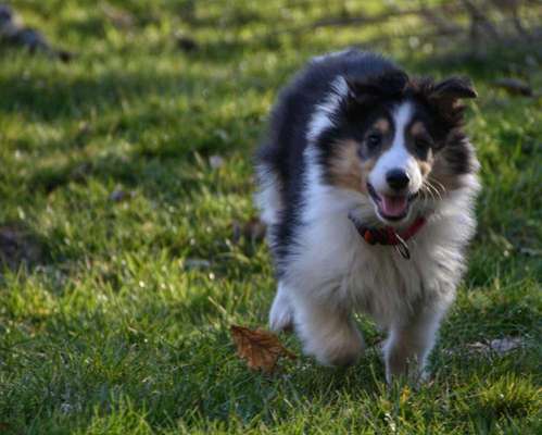 Hundetreffen-Spielrunde für Welpen in Körle-Bild