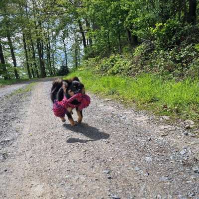 Hundetreffen-Spielgefährten gesucht-Bild