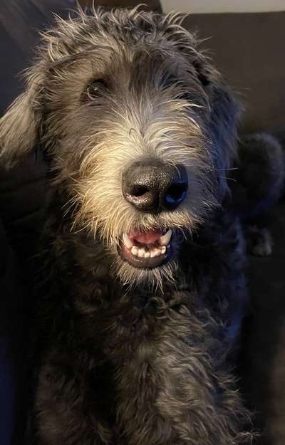 Die Dogorama Kalender Challenge Titelbild-Beitrag-Bild