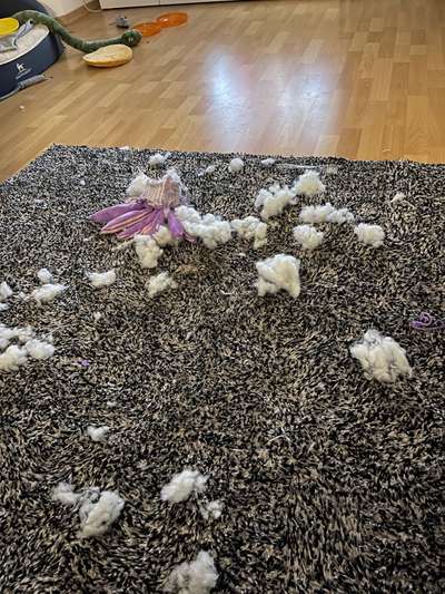 Zeig mir, dass du mit einem hund zusammenlebst....-Beitrag-Bild