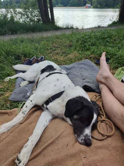 Hundetreffen-Social Walk-Bild