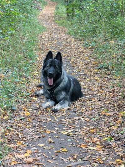 Hundetreffen-Spieltreffen zum toben-Bild