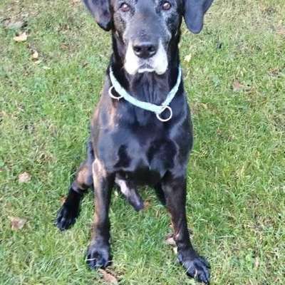 Wie "jung" haben sich eure Hunde gehalten ?-Beitrag-Bild