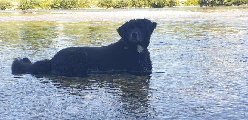 Hund aus dem Spanischen Tierschutz-Beitrag-Bild