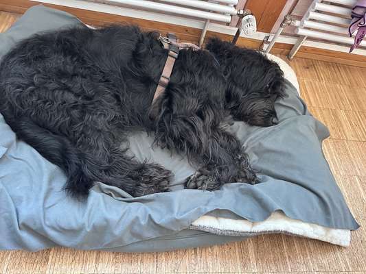 🐶 Sind Bürohunde jetzt VERBOTEN?! 😱-Beitrag-Bild