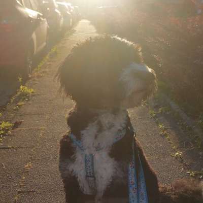 Hundetreffen-Hundefreunde für Spaziergänge und toben-Bild