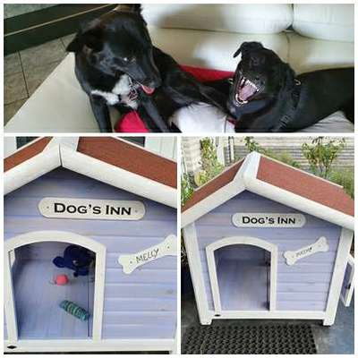 Bester Freund, Hundekumpel - zeigt her!-Beitrag-Bild