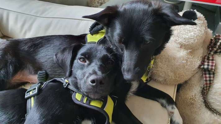 Bester Freund, Hundekumpel - zeigt her!-Beitrag-Bild