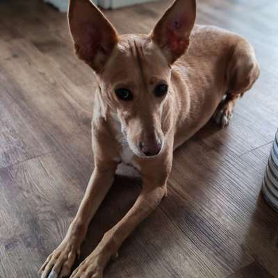 Podenco/Mischlinge hier? :-)-Beitrag-Bild