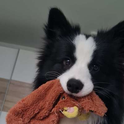 Hundetreffen-Spielstunde, Gemeinsamer Spaziergang-Bild