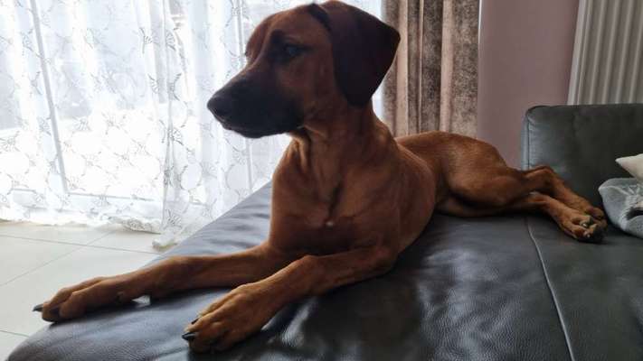Rhodesian Ridgeback-Beitrag-Bild