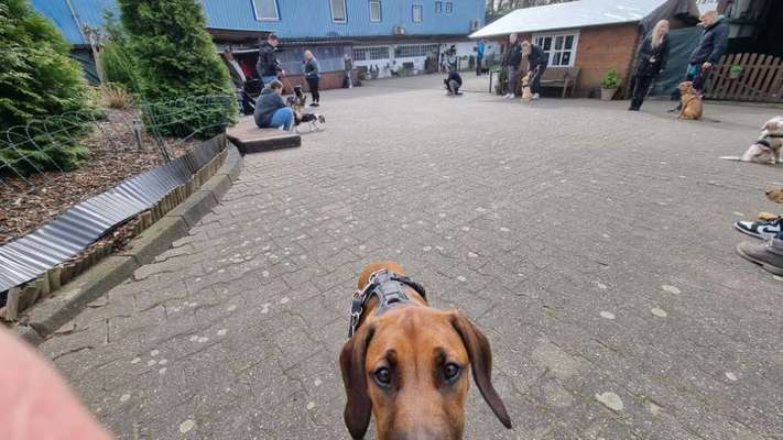 Rhodesian Ridgeback-Beitrag-Bild